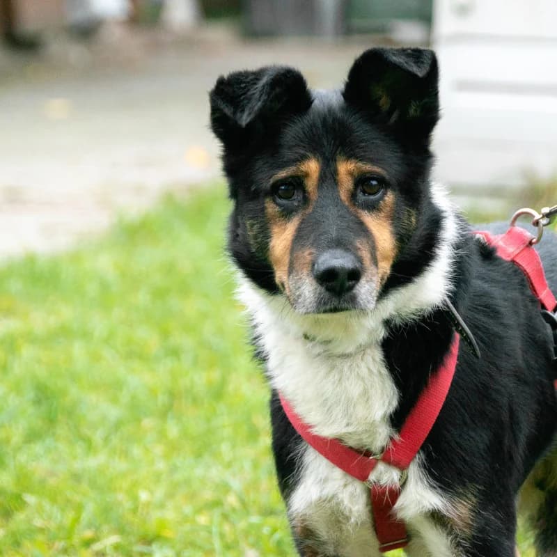 Kajetan, male Mixed Breed for adoption at Schronisko Kielce, Kielce
