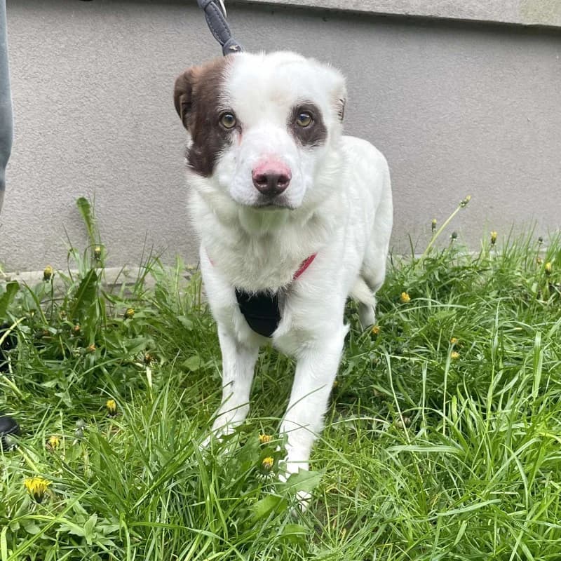 Maksiu, male Mixed Breed for adoption at Schronisko Kielce, Kielce