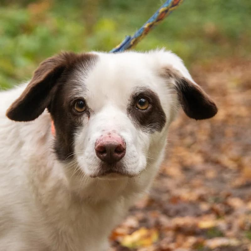 Maksiu, male Mixed Breed for adoption at Schronisko Kielce, Kielce