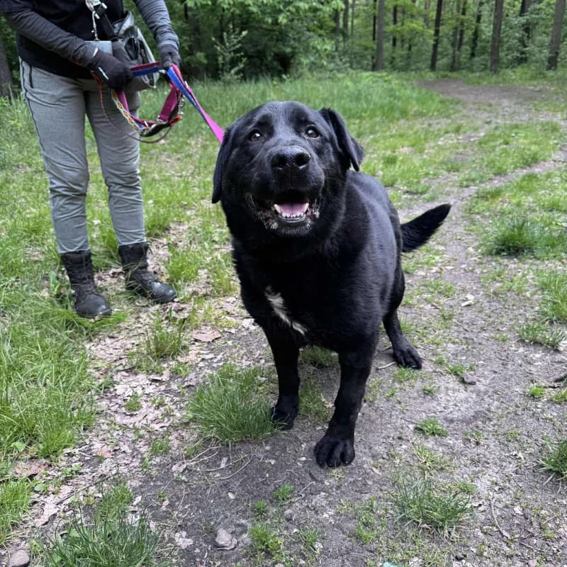 Pudzian, male Mixed Breed for adoption at Schronisko Kielce, Kielce