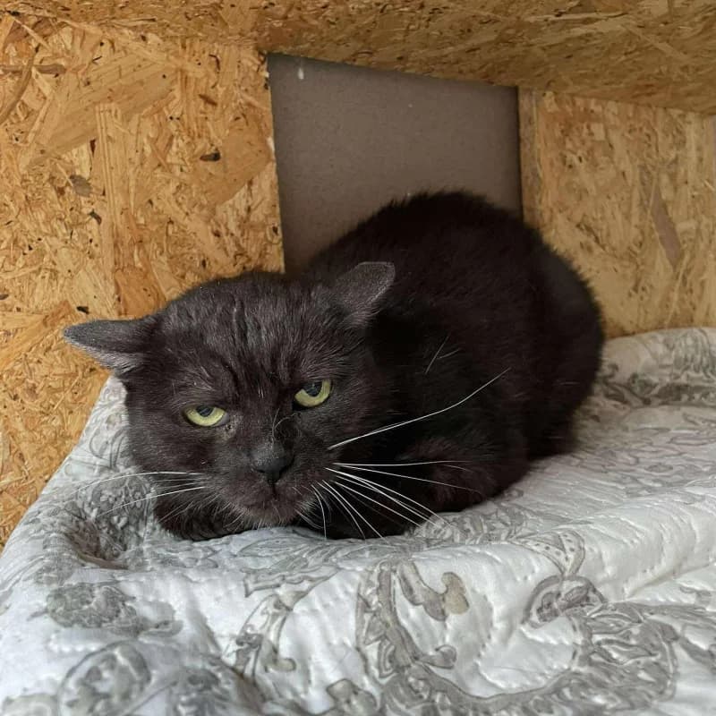 Hortensja (a44), female mixed breed for adoption at Schronisko Kielce, Kielce