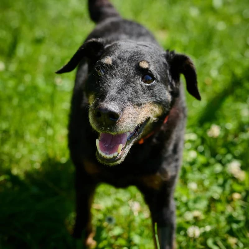 Ramzes Ii, male Mixed Breed for adoption at Schronisko Kielce, Kielce