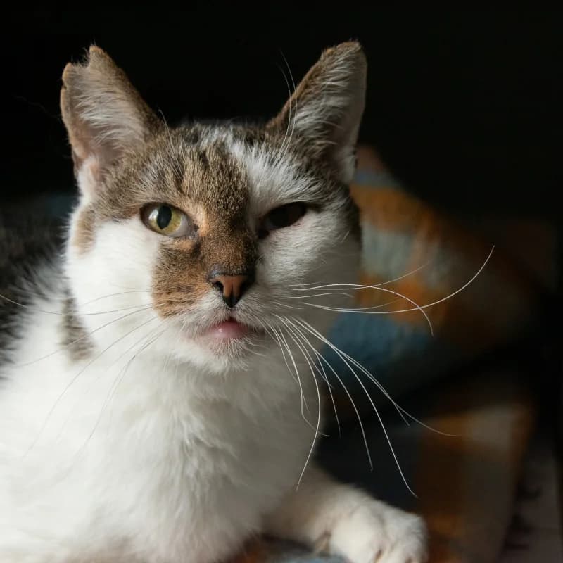 Sucharek (a64), male mixed breed for adoption at Schronisko Kielce, Kielce