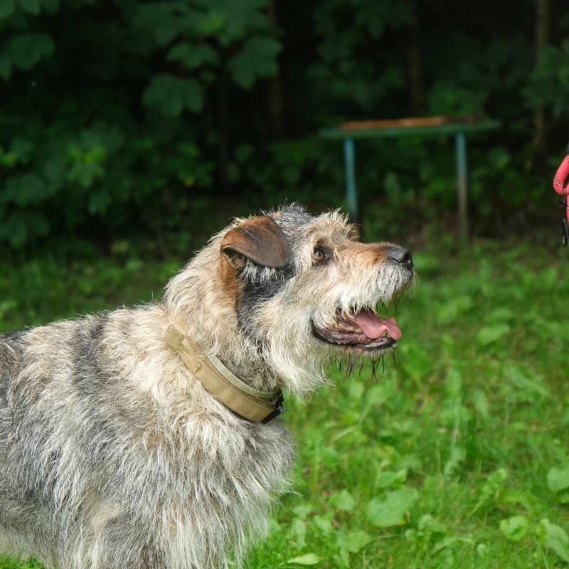 Szarak, male Mixed Breed for adoption at Schronisko Kielce, Kielce