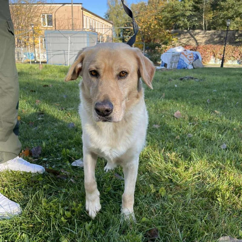 Azorek, male Labrador Retriever for adoption at Schronisko Kielce, Kielce
