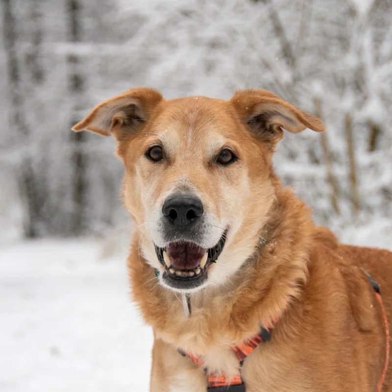 Biszkopt, male Mixed Breed for adoption at Schronisko Kielce, Kielce