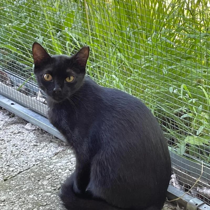 Don Vasyl (um132-25), male mixed breed for adoption at Schronisko Kielce, Kielce