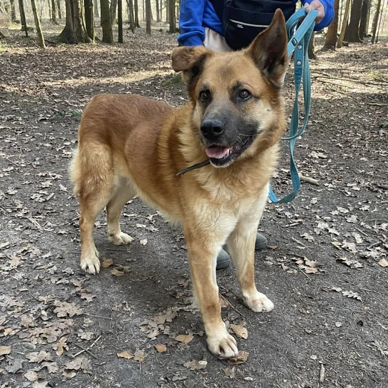 Bursztyn, male Mixed Breed for adoption at Schronisko Kielce, Kielce