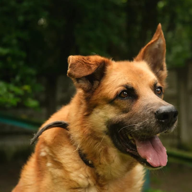 Bursztyn, male Mixed Breed for adoption at Schronisko Kielce, Kielce