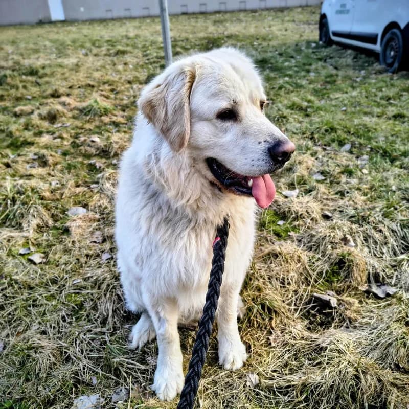 Bono, male mixed breed for adoption at Schronisko Kielce, Kielce