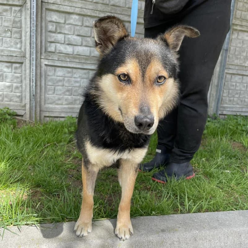 Heros, male Mixed Breed for adoption at Schronisko Kielce, Kielce