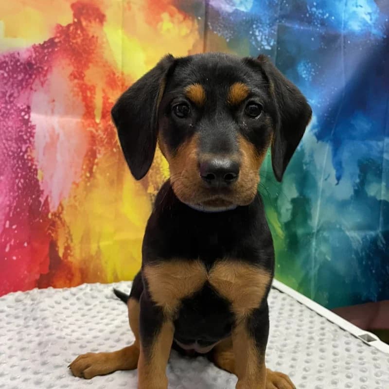 Luna, female Mixed Breed for adoption at Schronisko Kielce, Kielce