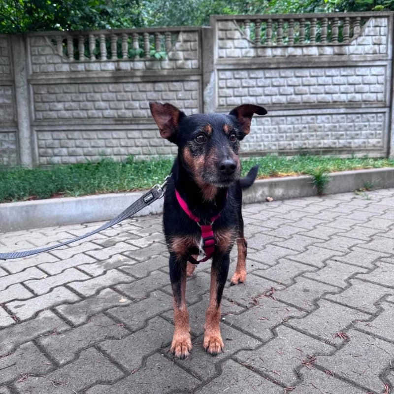 Filip, male Mixed Breed for adoption at Schronisko Kielce, Kielce