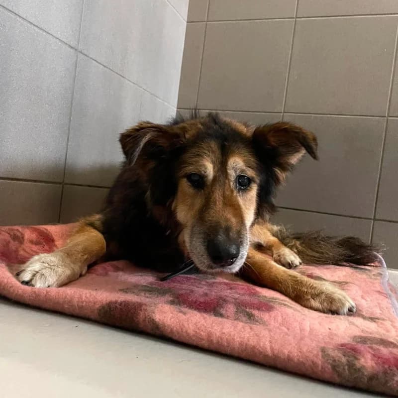 Mimi, female Mixed Breed for adoption at Schronisko Kielce, Kielce