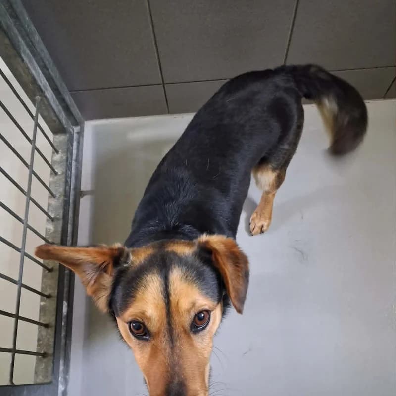 Malik, male Mixed Breed for adoption at Schronisko Kielce, Kielce