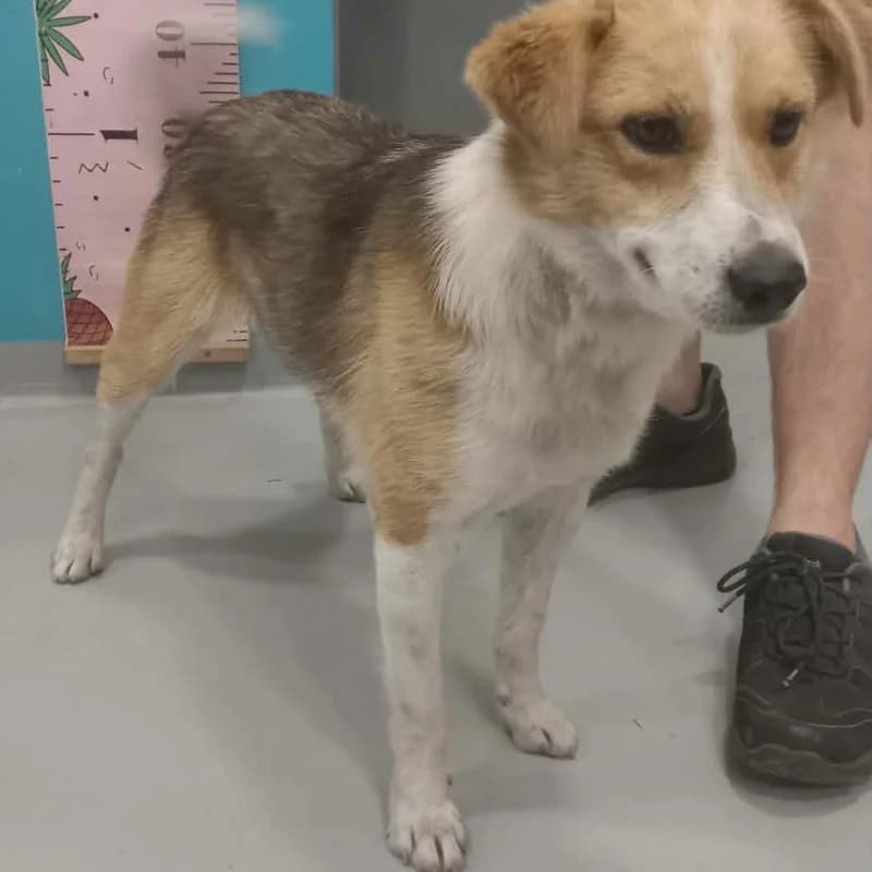 Astor, male Mixed Breed for adoption at Schronisko Kielce, Kielce