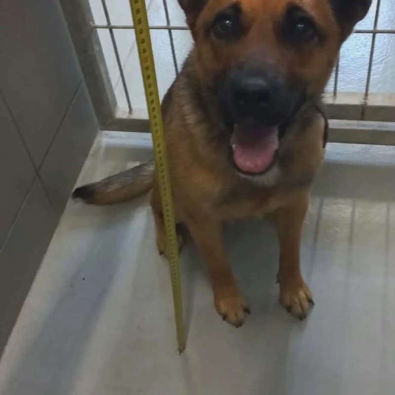Dobrusia, male Mixed Breed for adoption at Schronisko Kielce, Kielce