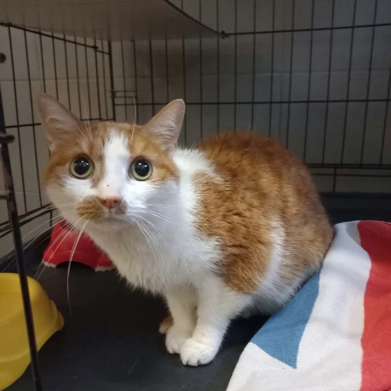 B74 - Rezerwacja, male mixed breed for adoption at Schronisko Kielce, Kielce