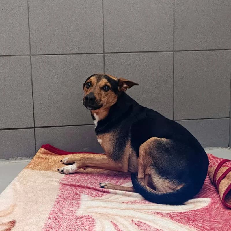 Ronie, male Mixed Breed for adoption at Schronisko Kielce, Kielce