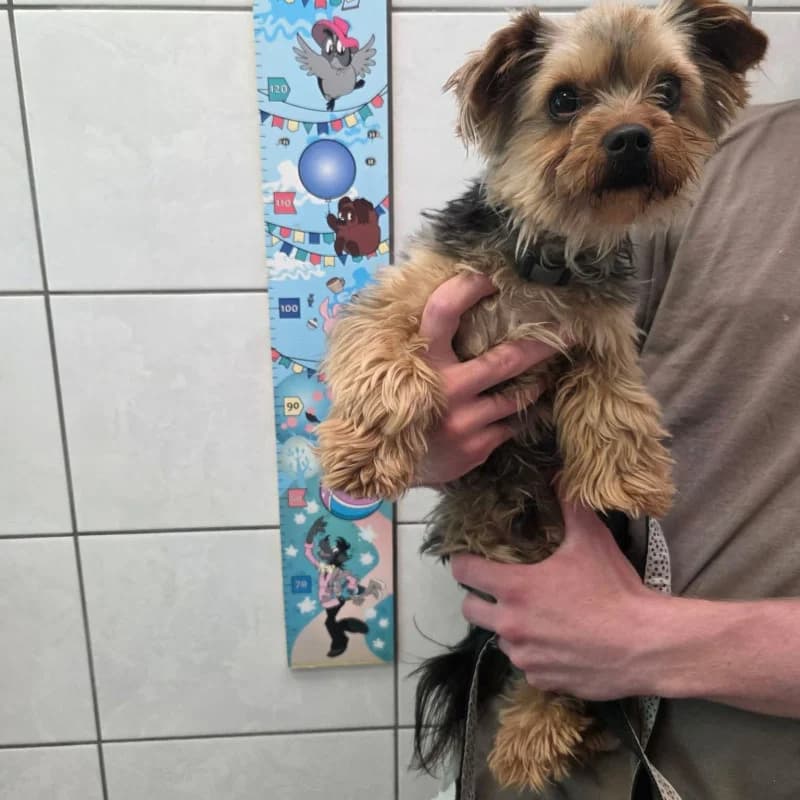 Moris - Rezerwacja, male Mixed Breed for adoption at Schronisko Kielce, Kielce