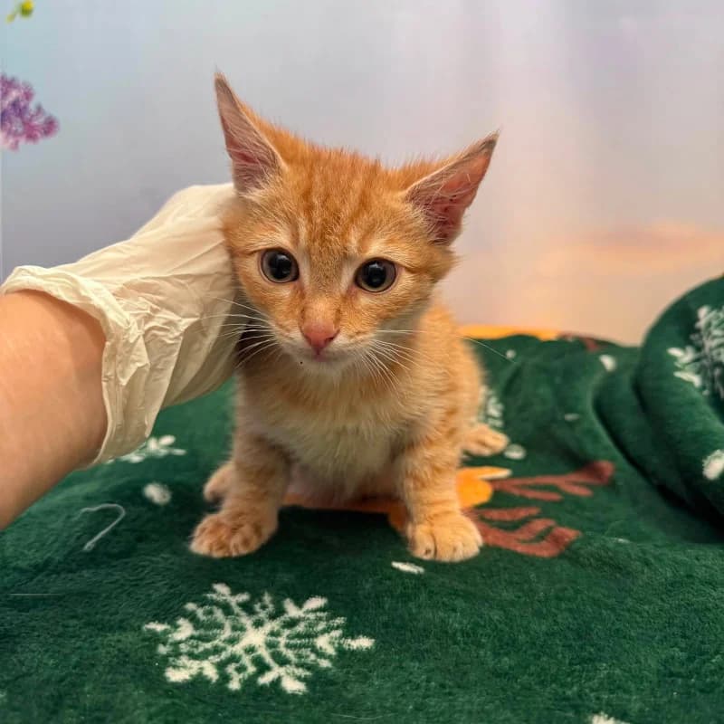 Garfield, male Mixed Breed for adoption at Schronisko Kielce, Kielce