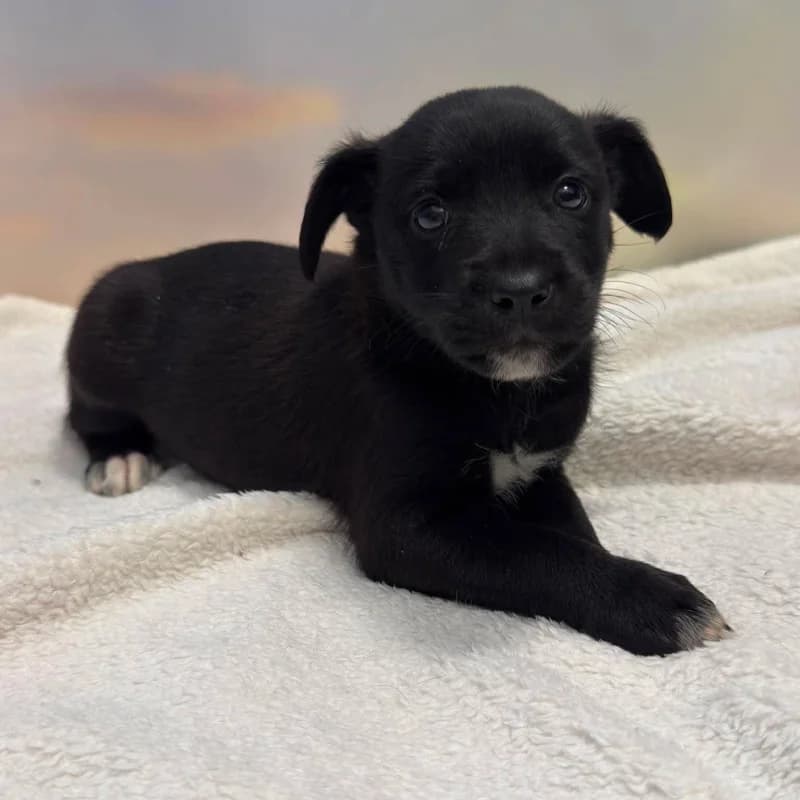 Zofia - Rezerwacja, female Mixed Breed for adoption at Schronisko Kielce, Kielce