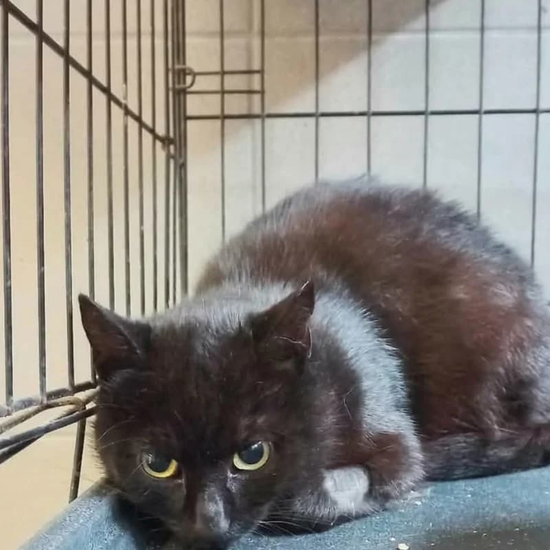 B81, male mixed breed for adoption at Schronisko Kielce, Kielce