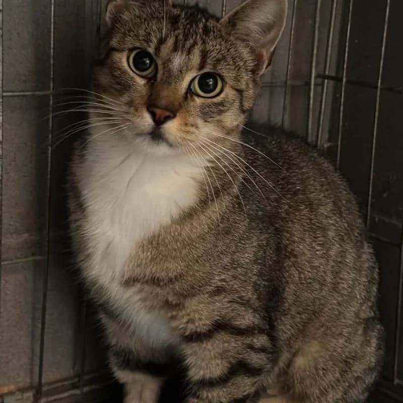 B84, female mixed breed for adoption at Schronisko Kielce, Kielce