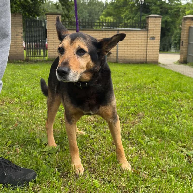 Rafi, male Mixed Breed for adoption at Schronisko Kielce, Kielce