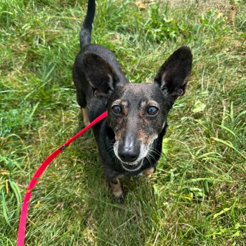 Maja - Rezerwacja, female Mixed Breed for adoption at Schronisko Kielce, Kielce