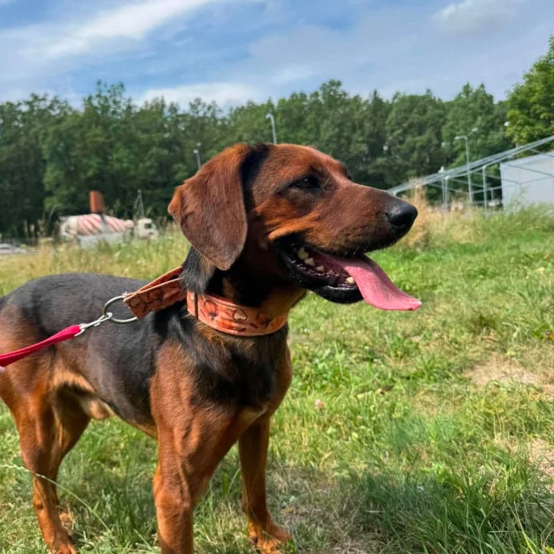 Chivas, male Mixed Breed for adoption at Schronisko Kielce, Kielce
