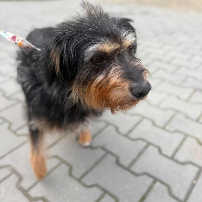 Gaja, female Mixed Breed for adoption at Schronisko Kielce, Kielce