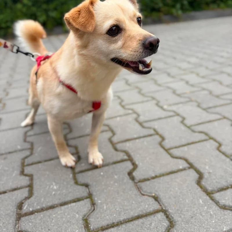 Śnieżka - Rezerwacja, female Mixed Breed for adoption at Schronisko Kielce, Kielce