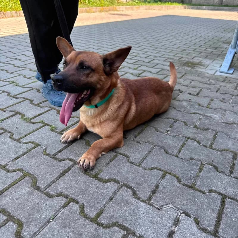 Marek, male Mixed Breed for adoption at Schronisko Kielce, Kielce