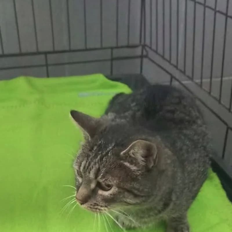 B87, female mixed breed for adoption at Schronisko Kielce, Kielce