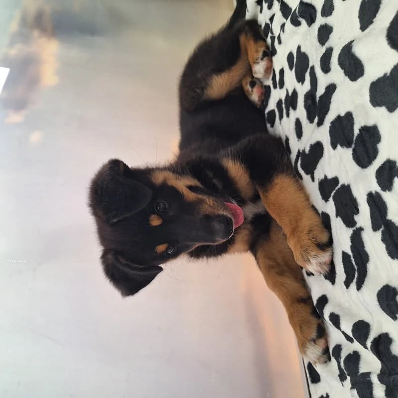 Malina, female Mixed Breed for adoption at Schronisko Kielce, Kielce