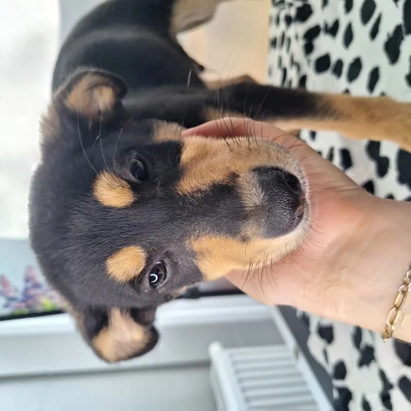 Milo - Rezerwacja, male Mixed Breed for adoption at Schronisko Kielce, Kielce