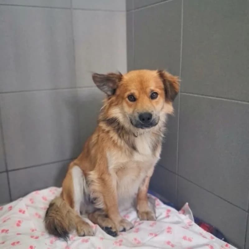 Mopsik, male Mixed Breed for adoption at Schronisko Kielce, Kielce