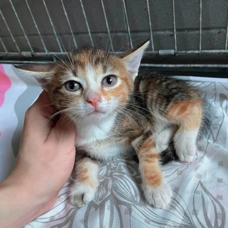 Poppy, female senior mixed breed for adoption at Schronisko Kielce, Kielce
