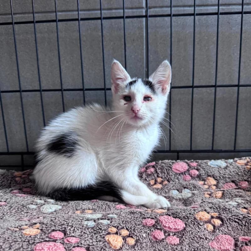 Alanka, female mixed breed for adoption at Schronisko Kielce, Kielce