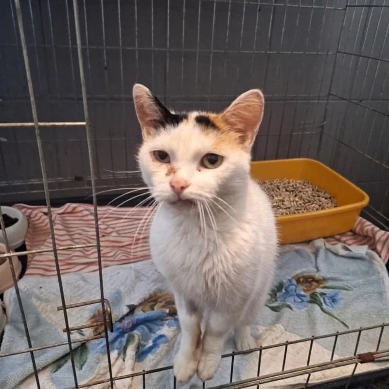B94, male mixed breed for adoption at Schronisko Kielce, Kielce