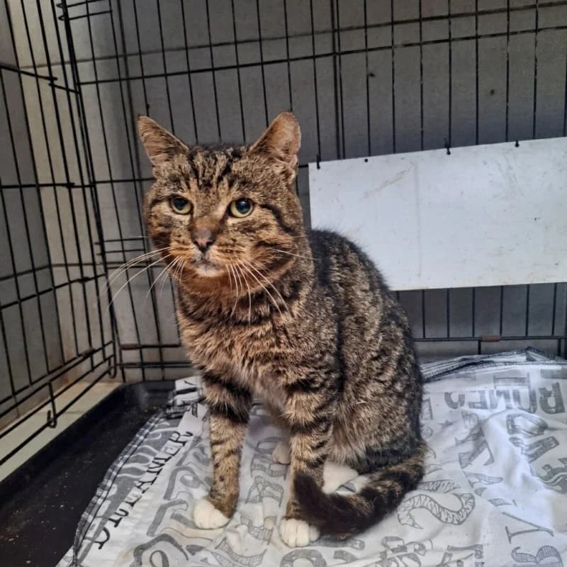 B95, male mixed breed for adoption at Schronisko Kielce, Kielce