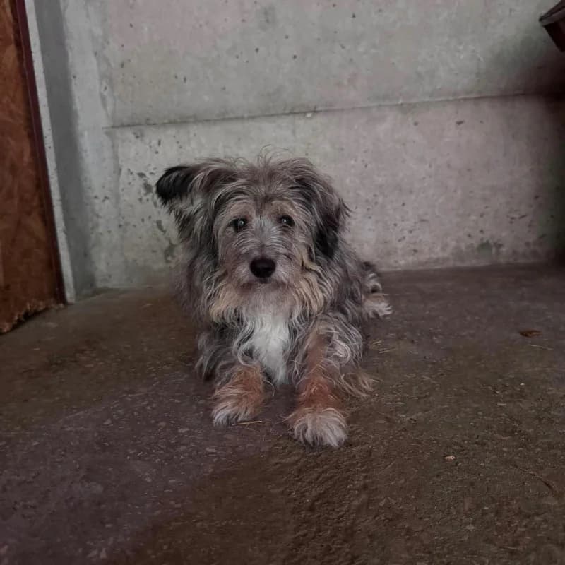 Klaudia, female Mixed Breed for adoption at Schronisko Kielce, Kielce