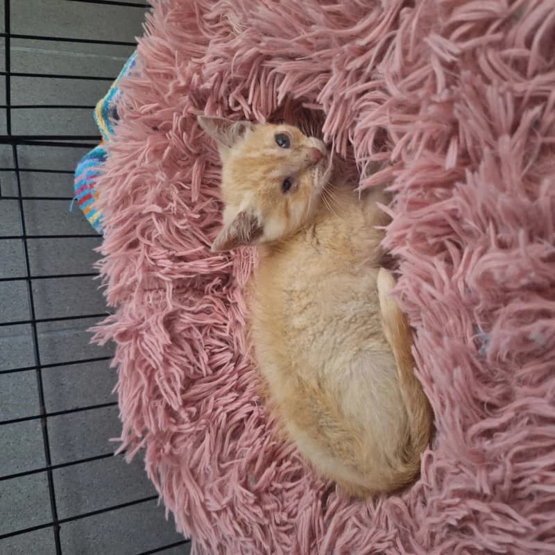 Rysia, female senior mixed breed for adoption at Schronisko Kielce, Kielce