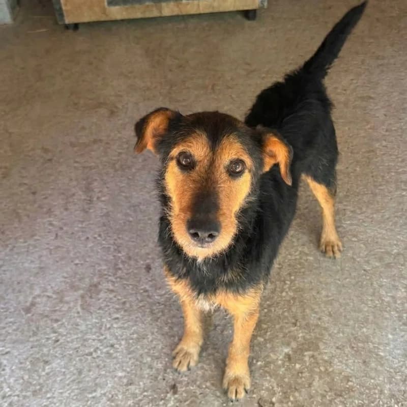 Terry, male Mixed Breed for adoption at Schronisko Kielce, Kielce