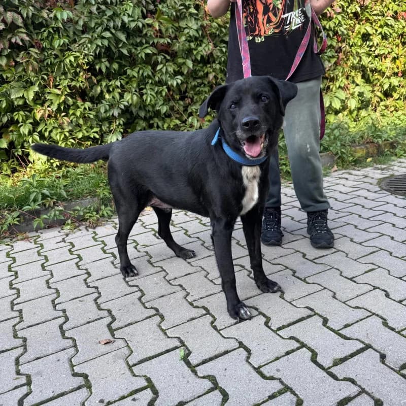 Ziomek, male Mixed Breed for adoption at Schronisko Kielce, Kielce