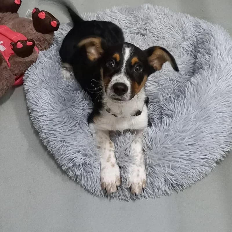 Kosmo, male Mixed Breed for adoption at Schronisko Kielce, Kielce
