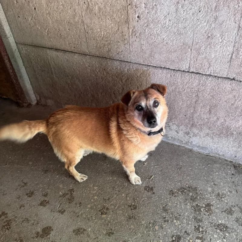 MikoΕaj, male Mixed Breed for adoption at Schronisko Kielce, Kielce