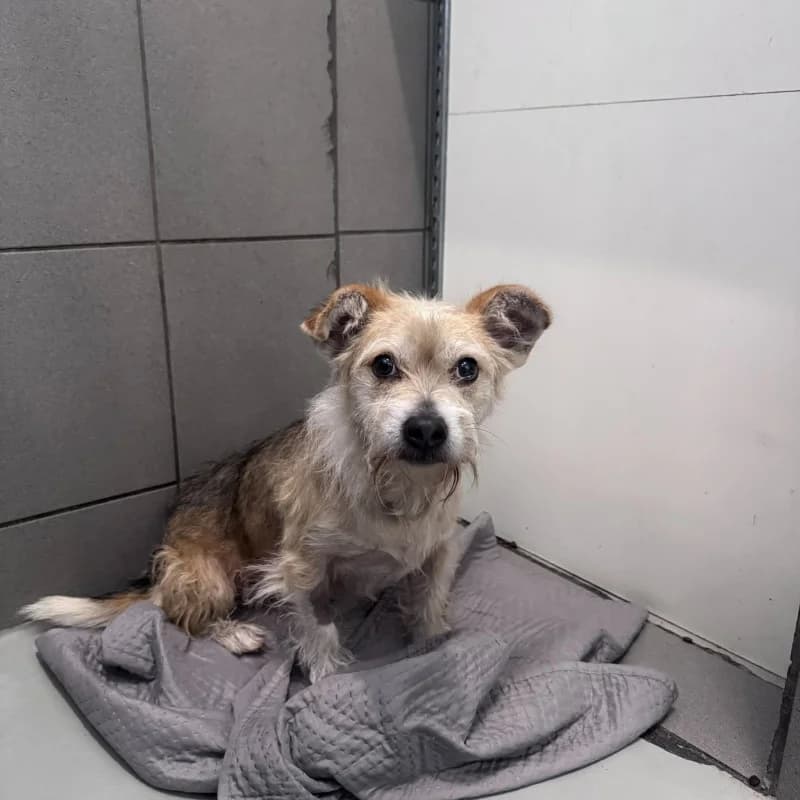 Tomuś, male Mixed Breed for adoption at Schronisko Kielce, Kielce
