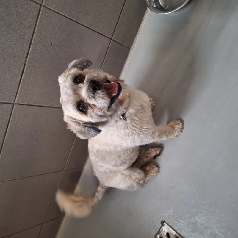 Klemens, male Mixed Breed for adoption at Schronisko Kielce, Kielce